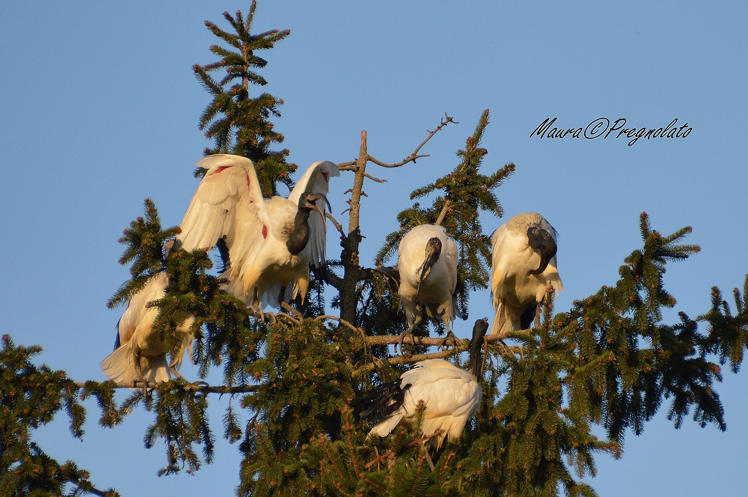 Sacred Ibis in Lomellina