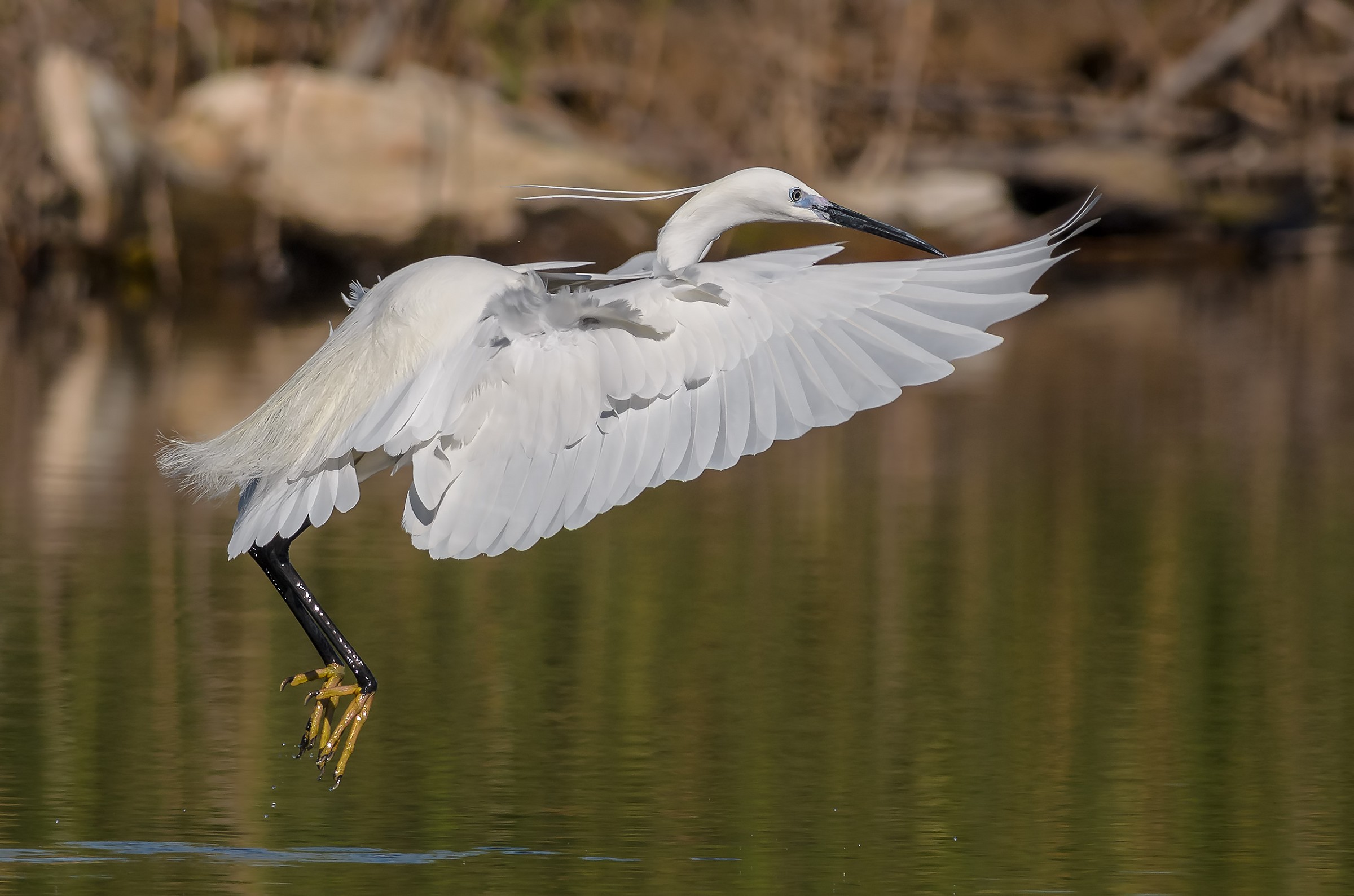 egret