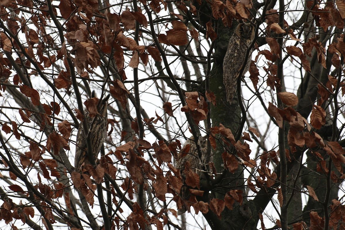 3 ... Great Horned Owls on the tree in front of the house .....