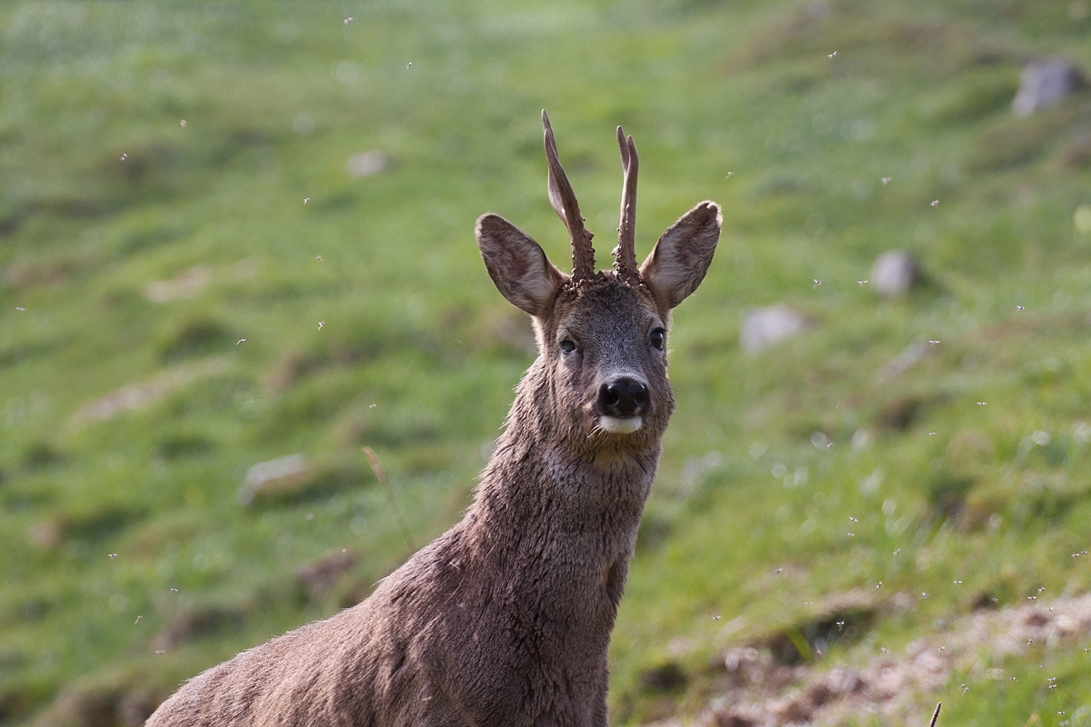 Middle-eyed, little horn, but likes to insects!