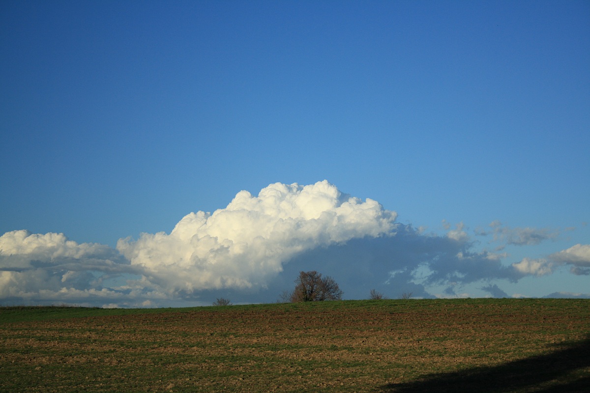 L'albero sulla collina