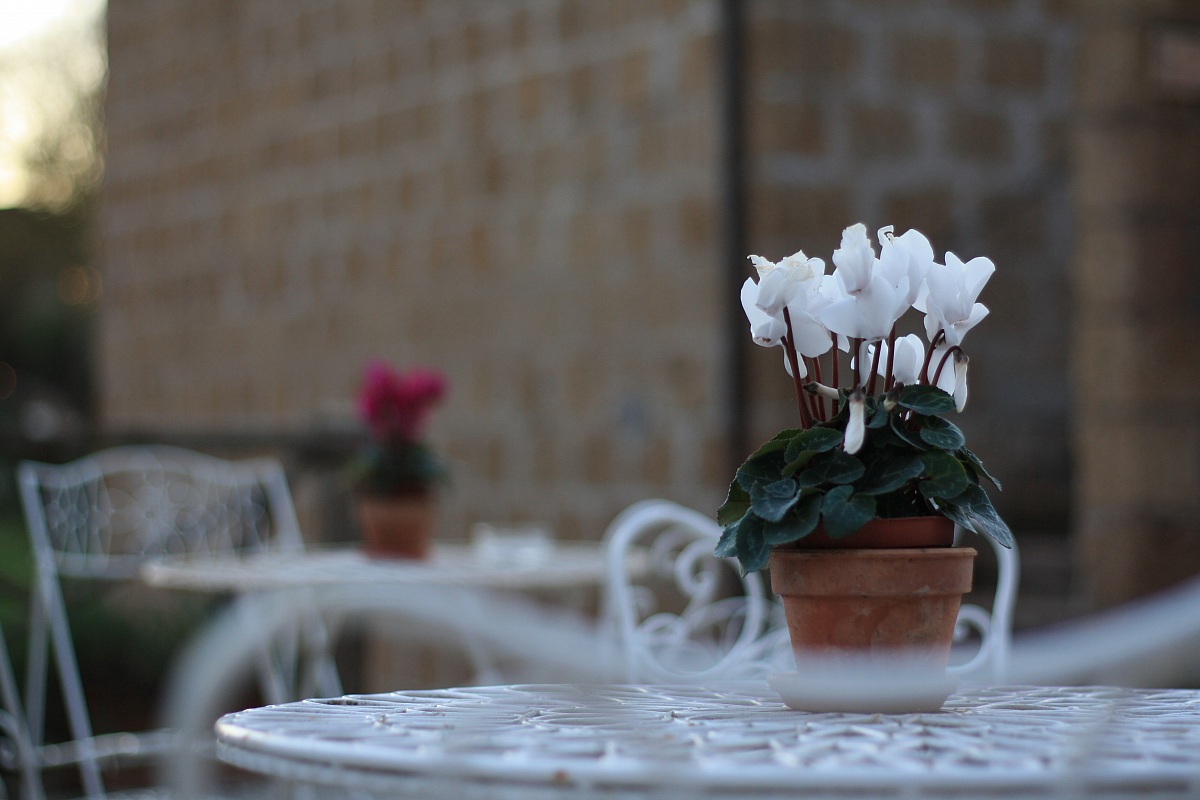 Un mazzolin di fiori