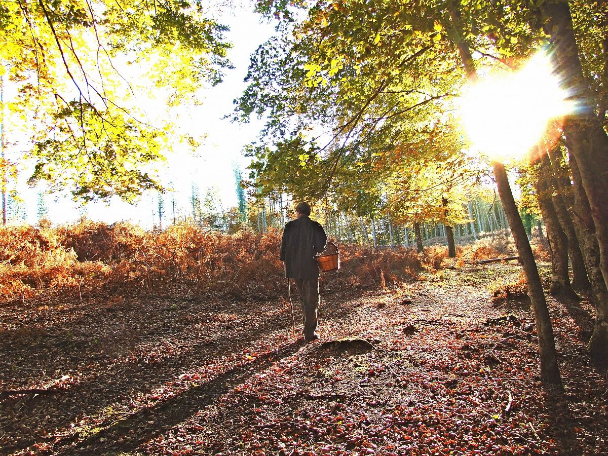 in cerca  di  funghi