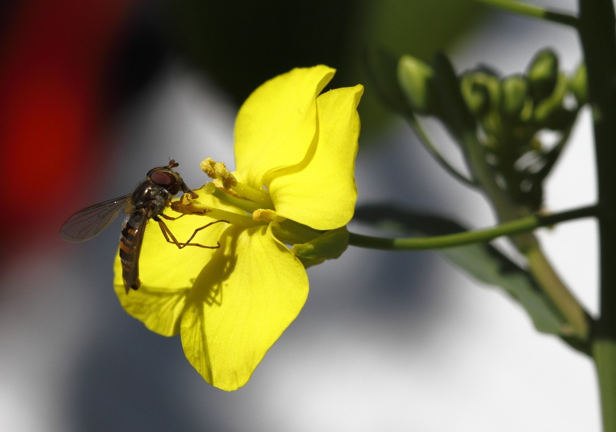 Syrfidae Episyrphus balteatus