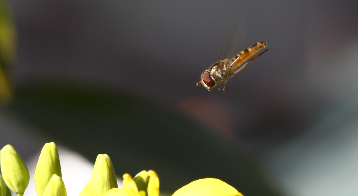 Syrfidae Episyrphus balteatus in volo