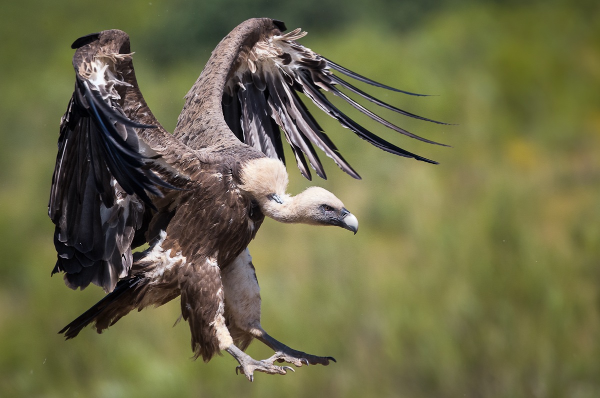 young Griffon landing