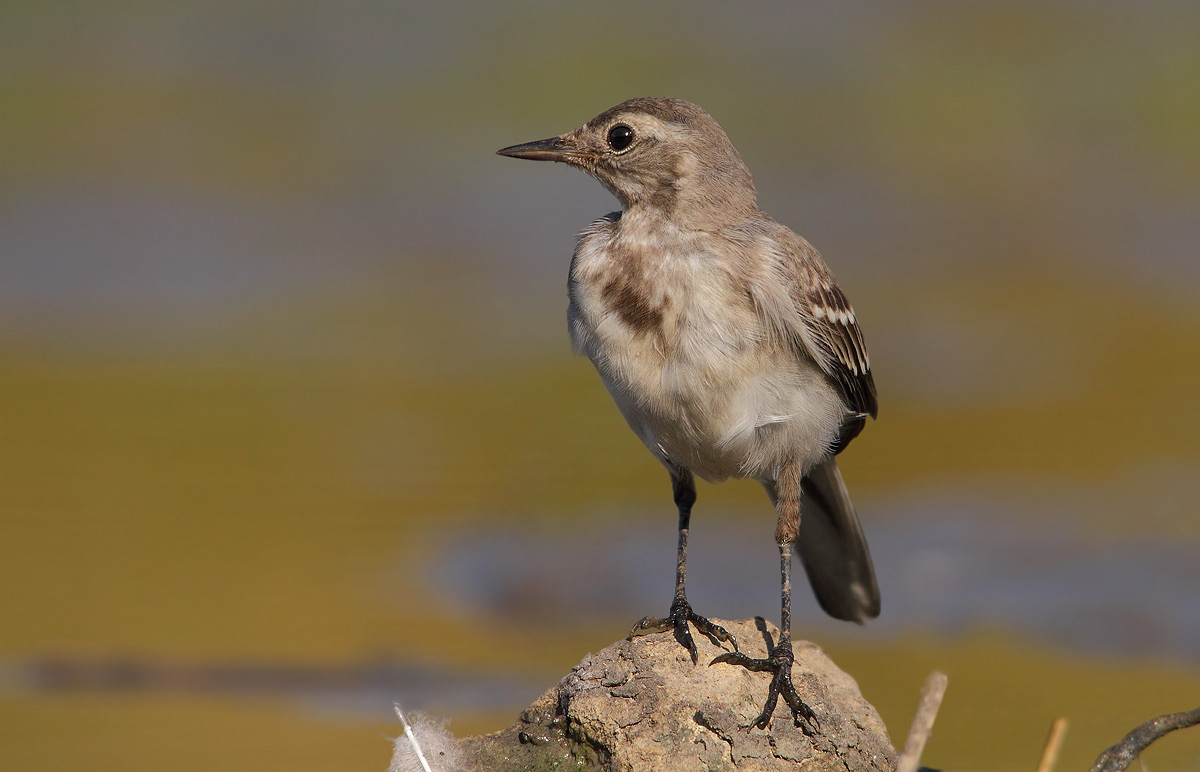 white wagtail