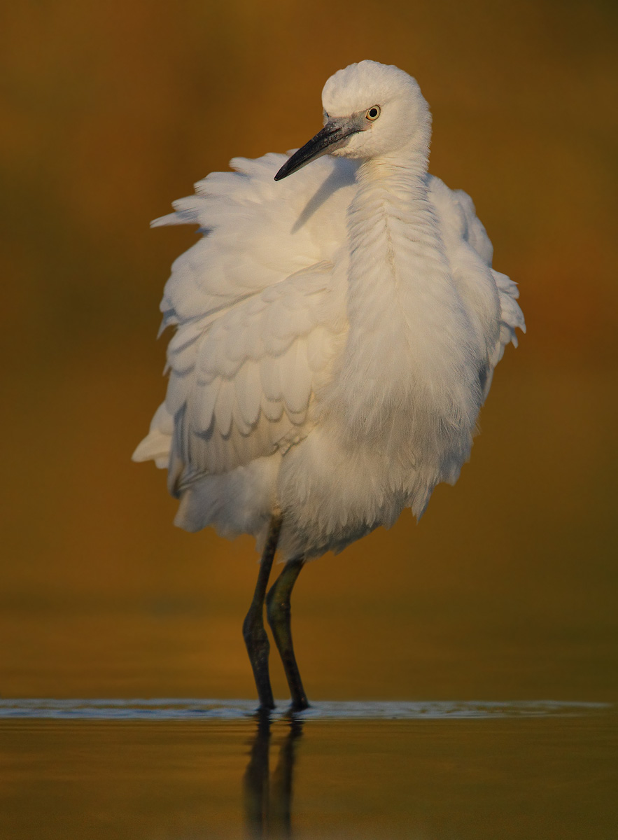 Egret