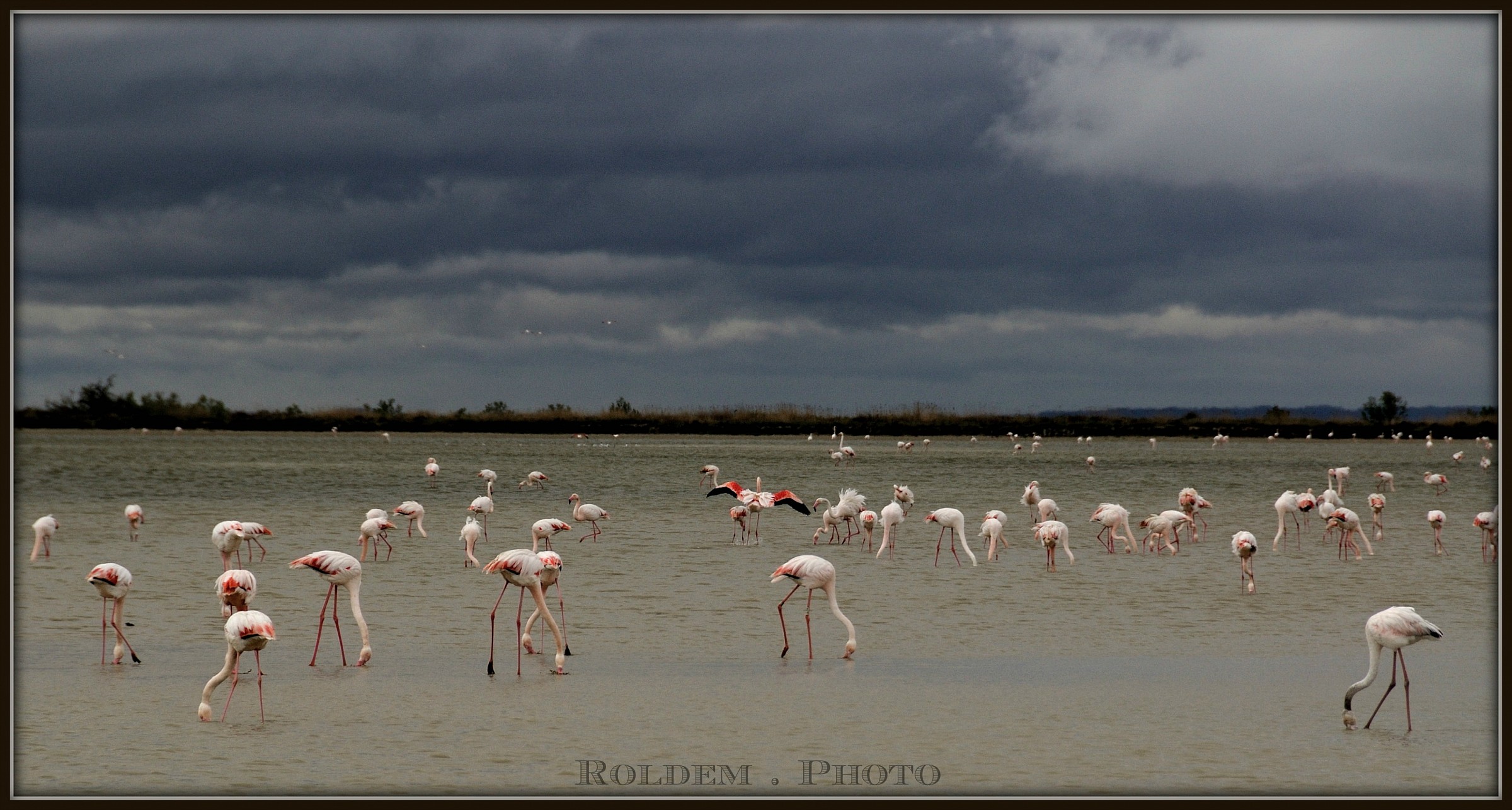 camargue