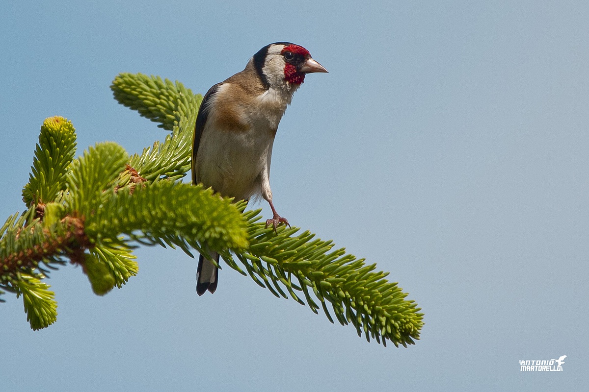 male goldfinch