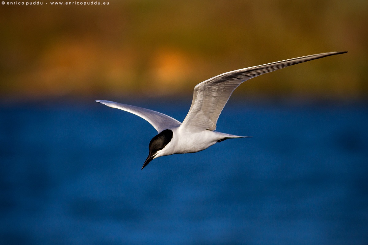 Gull-billed Tern