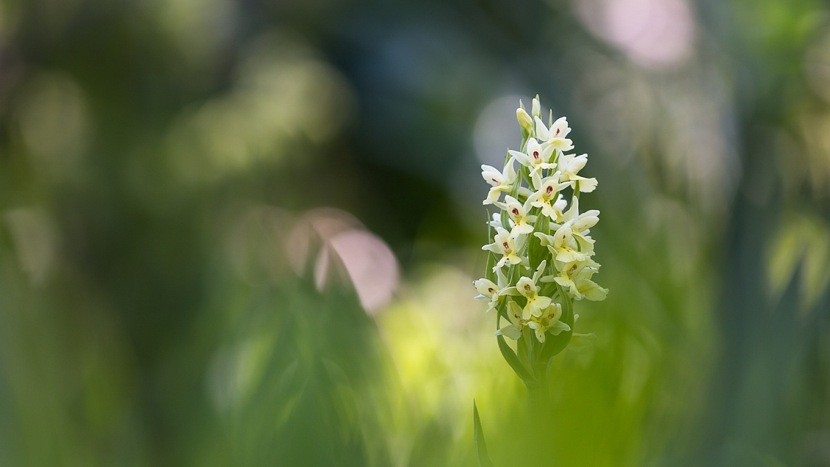 Dactylorhiza insularis