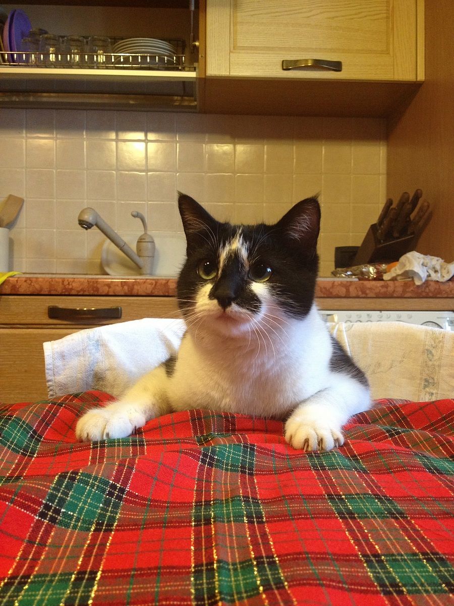 C What is for dinner?