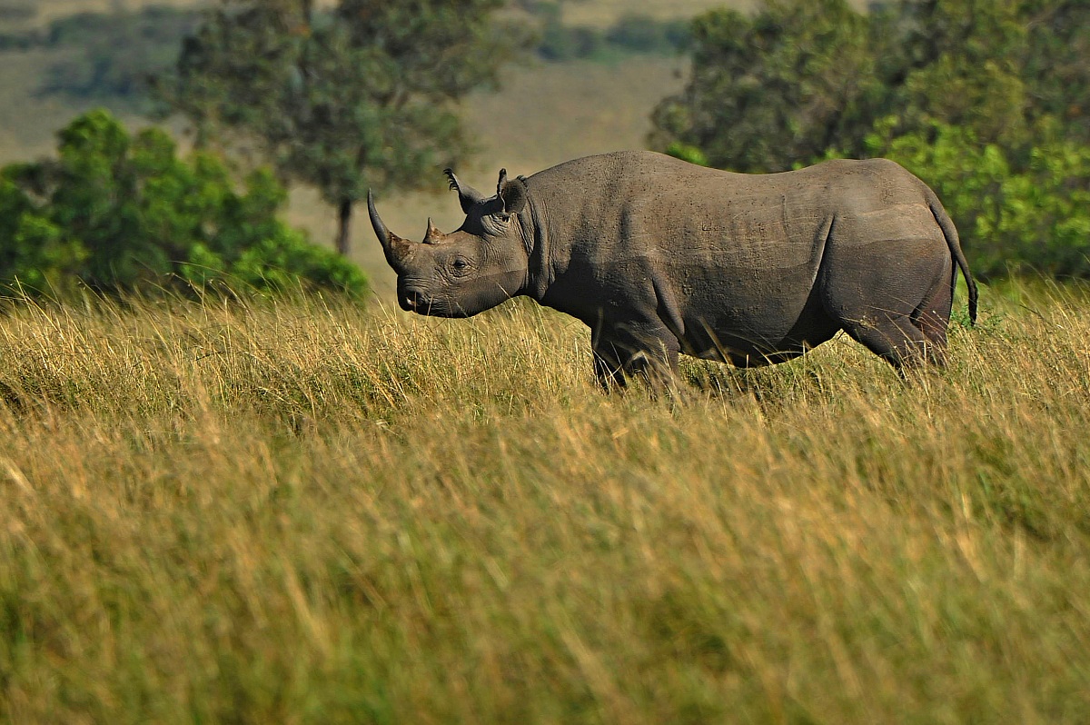 Rinoceronte nero