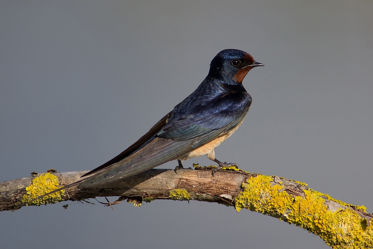 Swallow