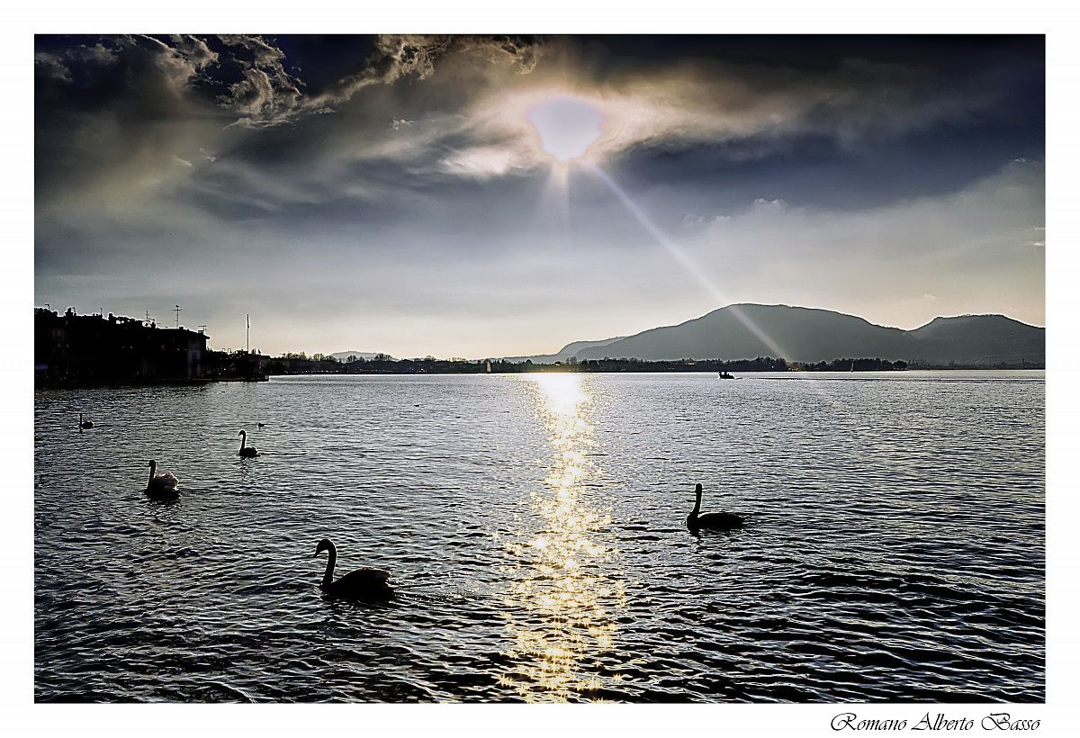 Cigni verso casa...per vedere Paperissima