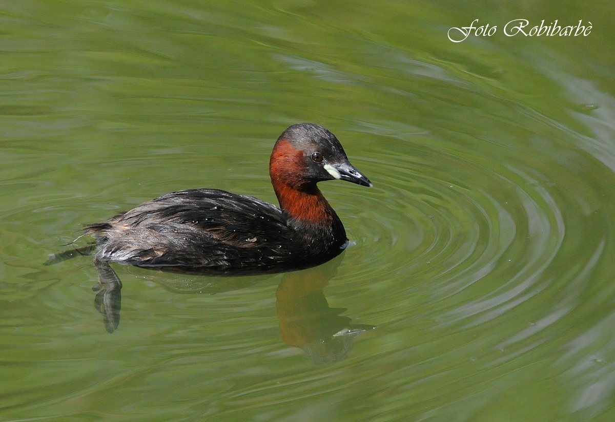 Tuffetto...nuziale...