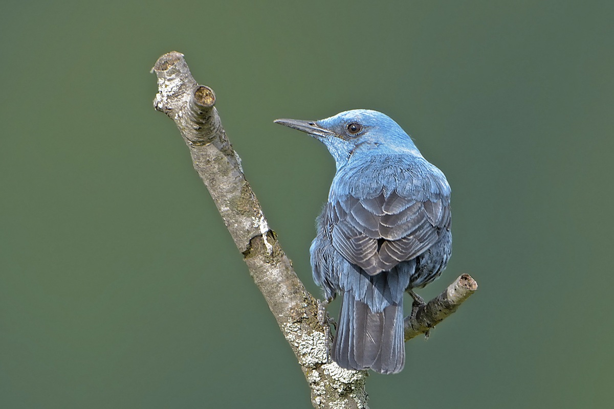 Blue Rock Thrush