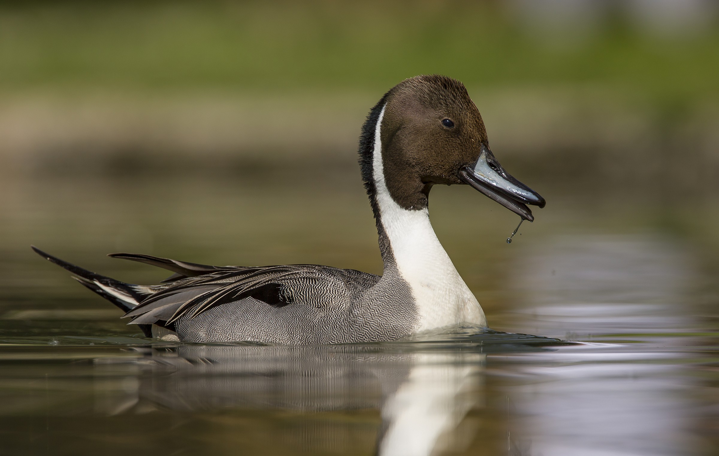 Softtone pintail