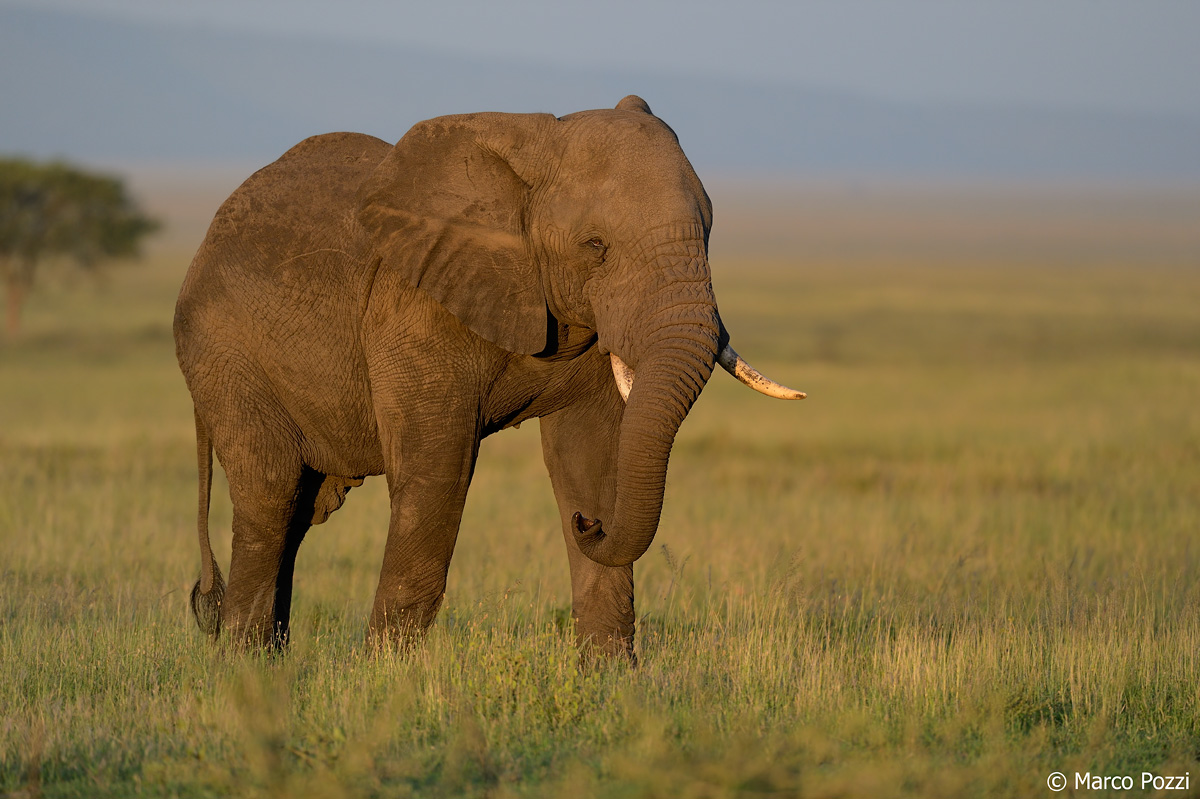 Elephant in the morning light