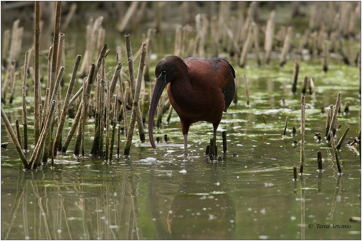 Mignattaio_2_ (Glossy Ibis)