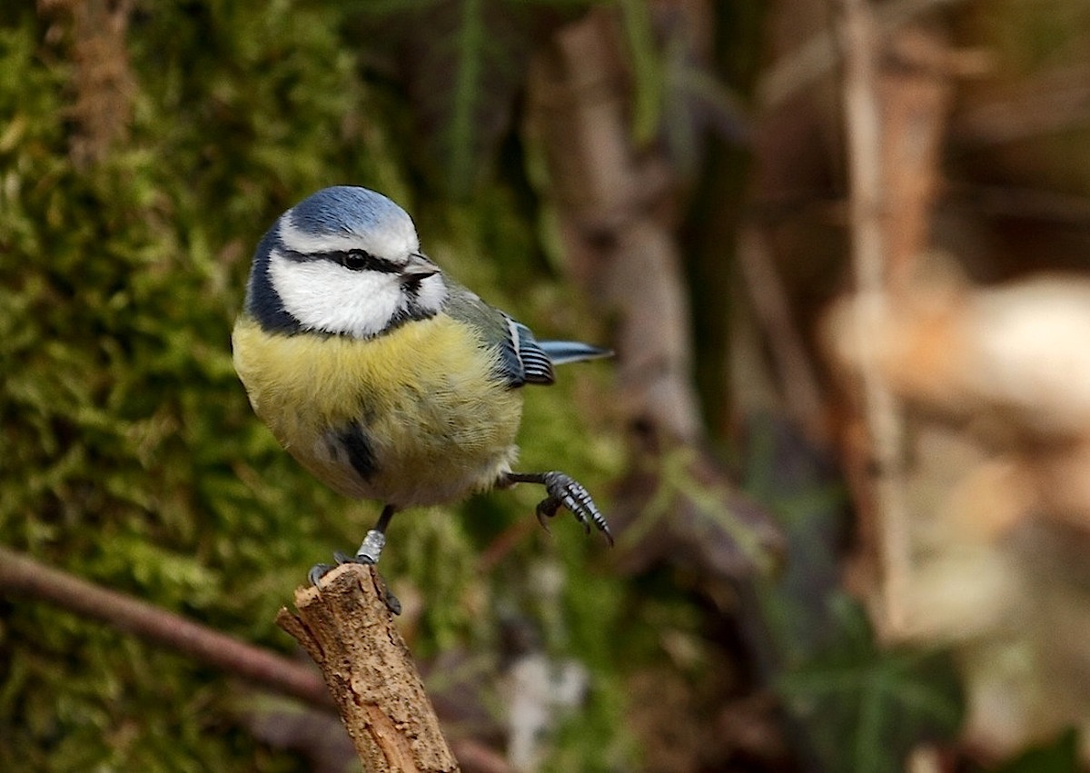 Cinciarella acrobata