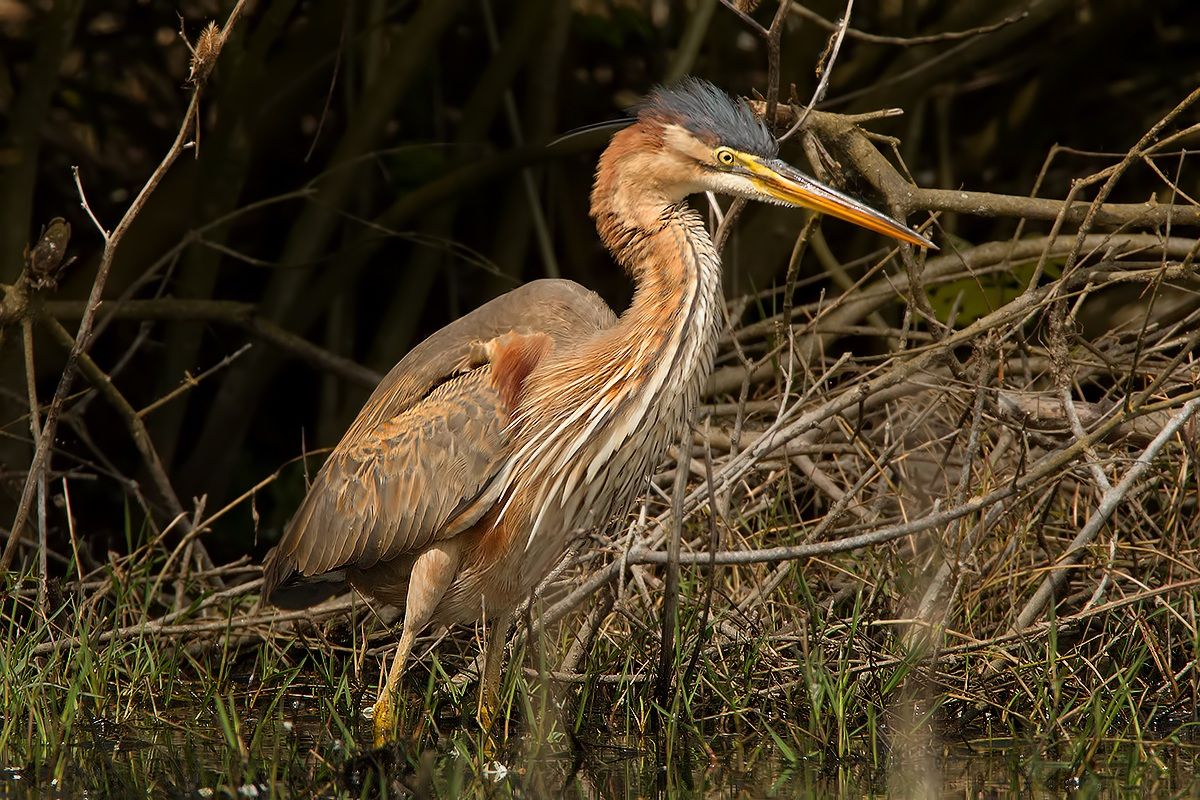 The Purple Heron (Ardea purpurea)