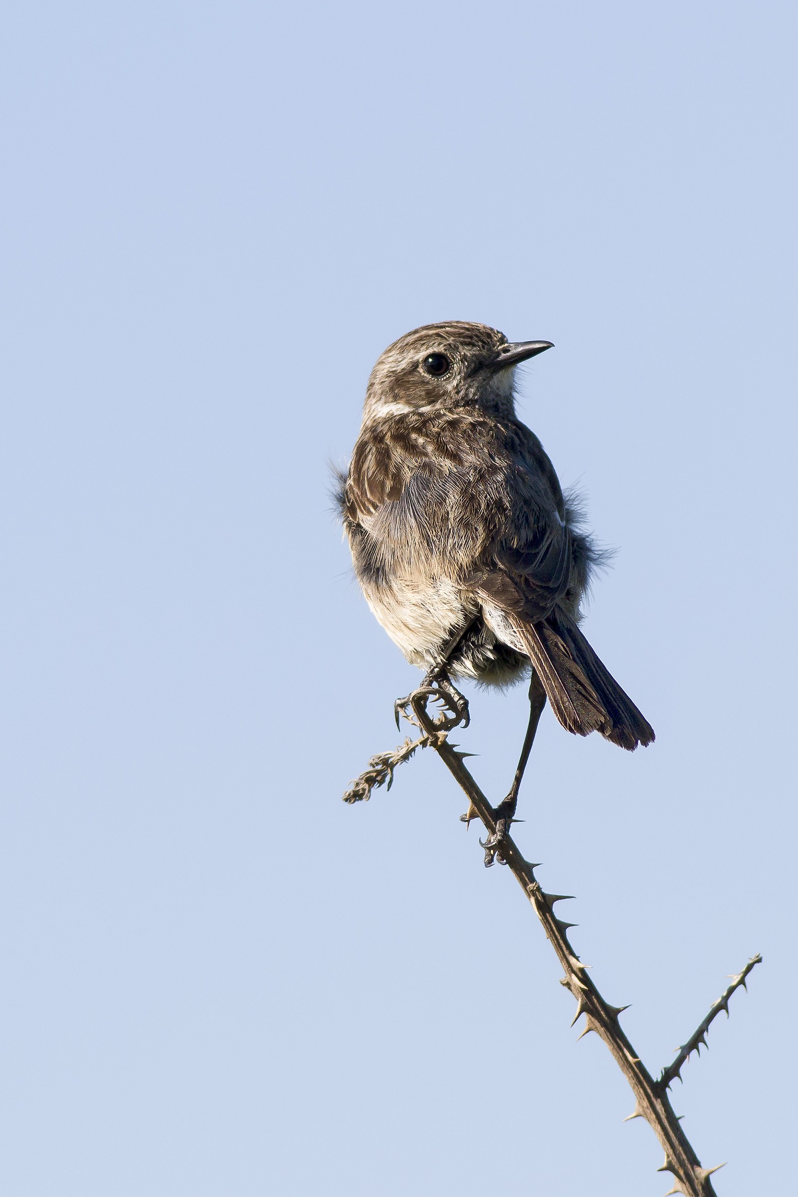 Stonechat female