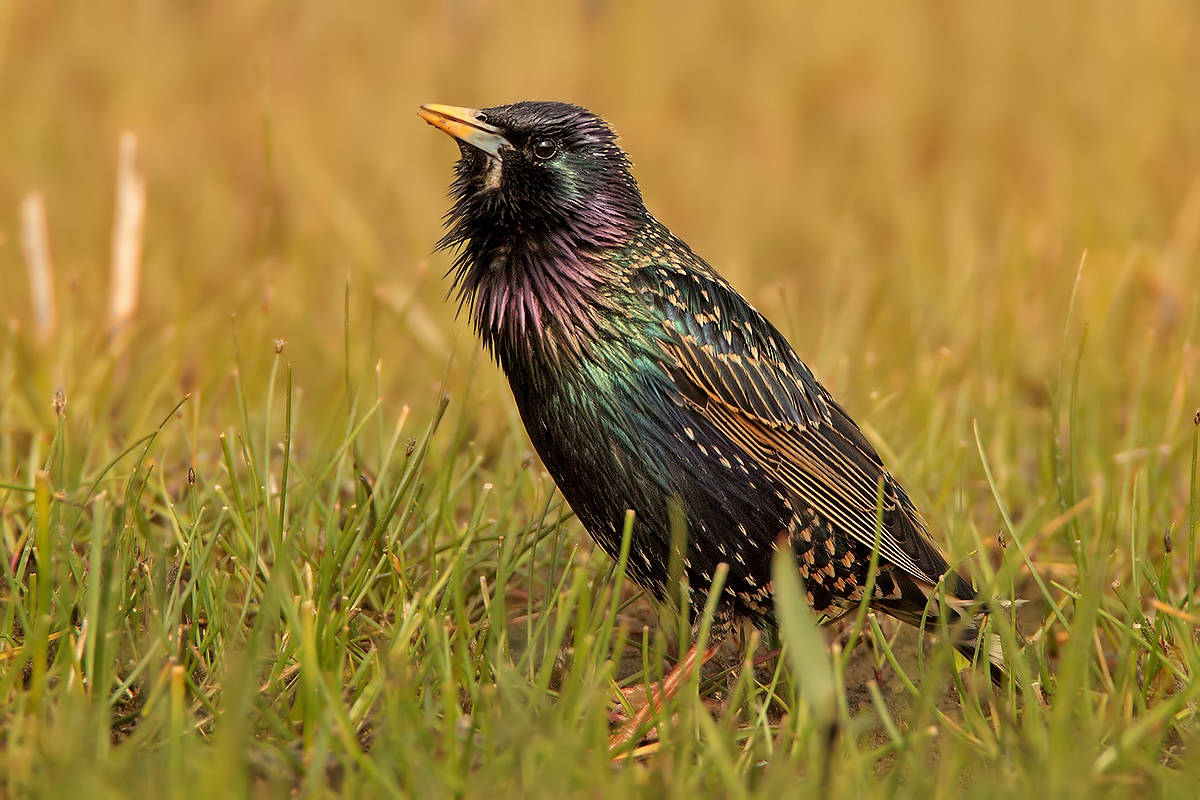 Reversal of color ...