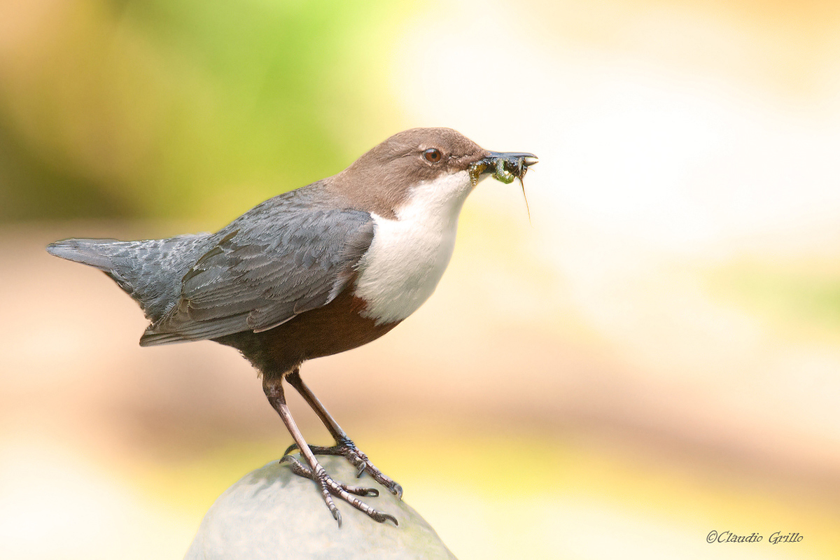 Dipper
