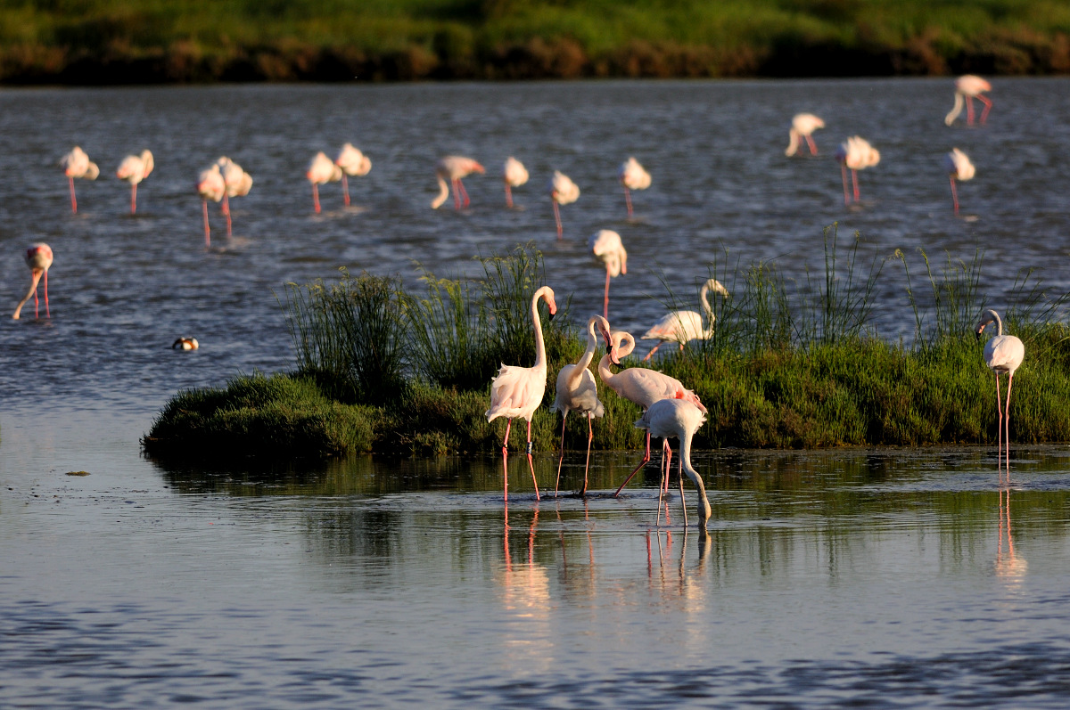 Flamingos in the evening