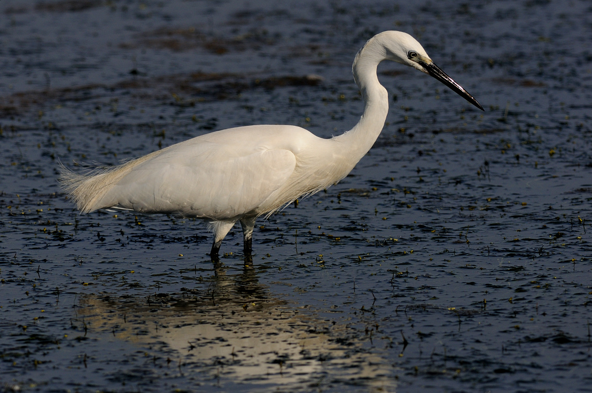 Egret