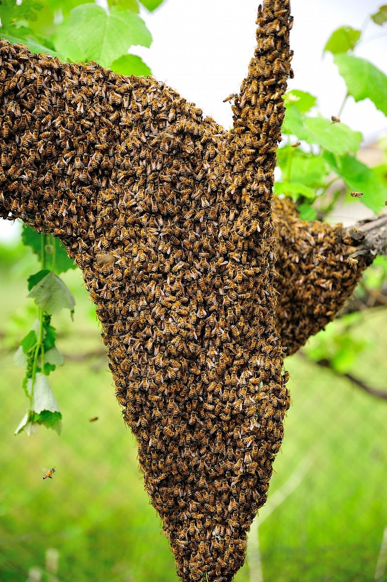 swarm of bees