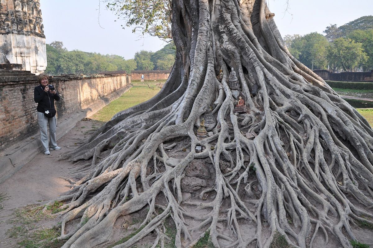 Sukhothay roots that wrap