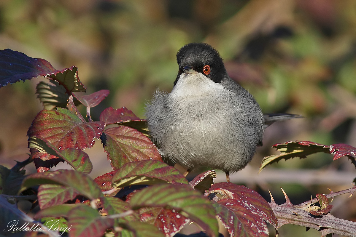 Occhiocotto(Sylvia melanocephala)