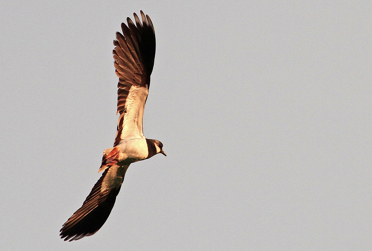 Virata della pavoncella