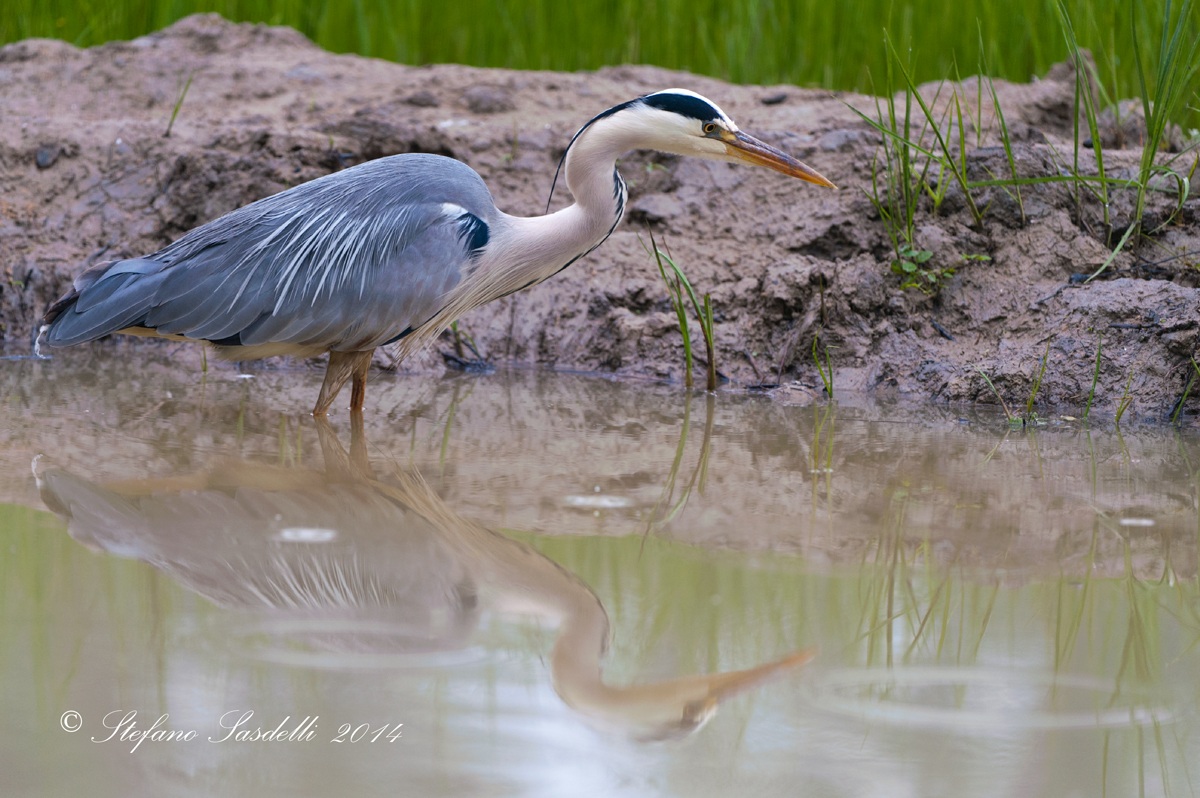 Heron reflection