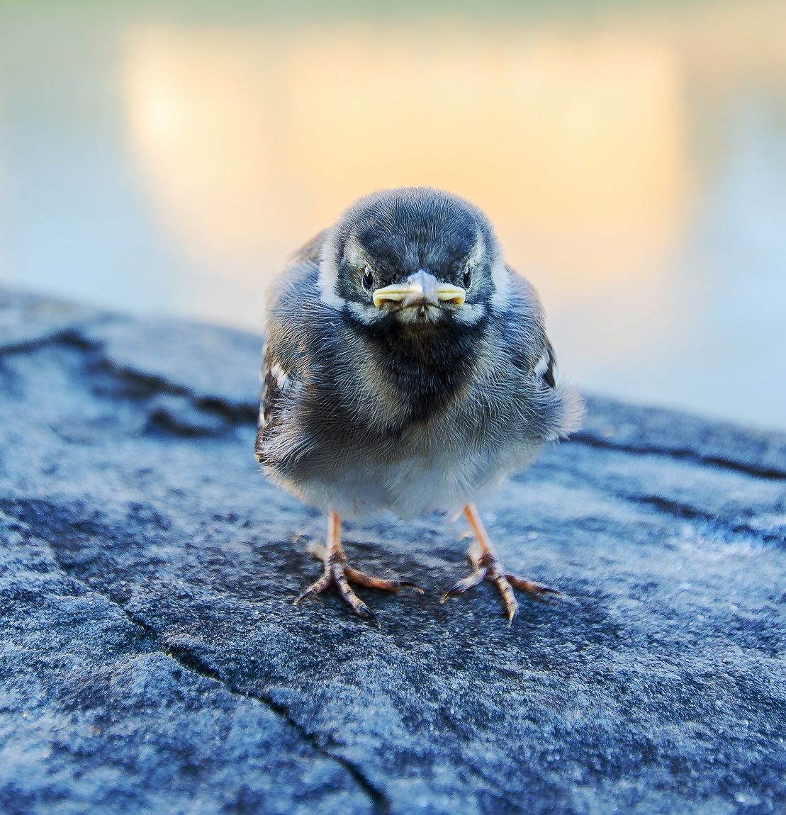 ucellino da Ponte Vecchio 2.