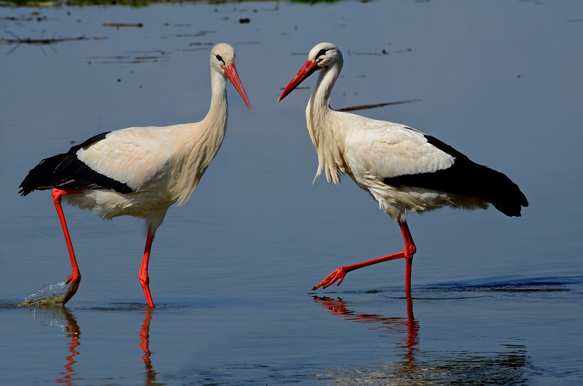 Coppia di cicogne