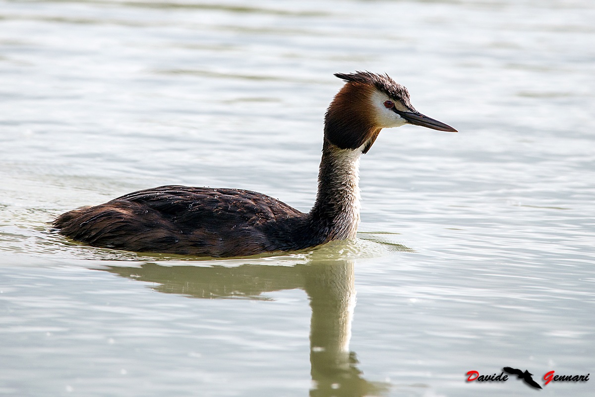 Great Crested Grebe
