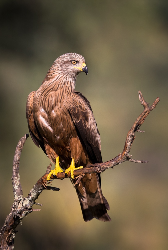 Black kite