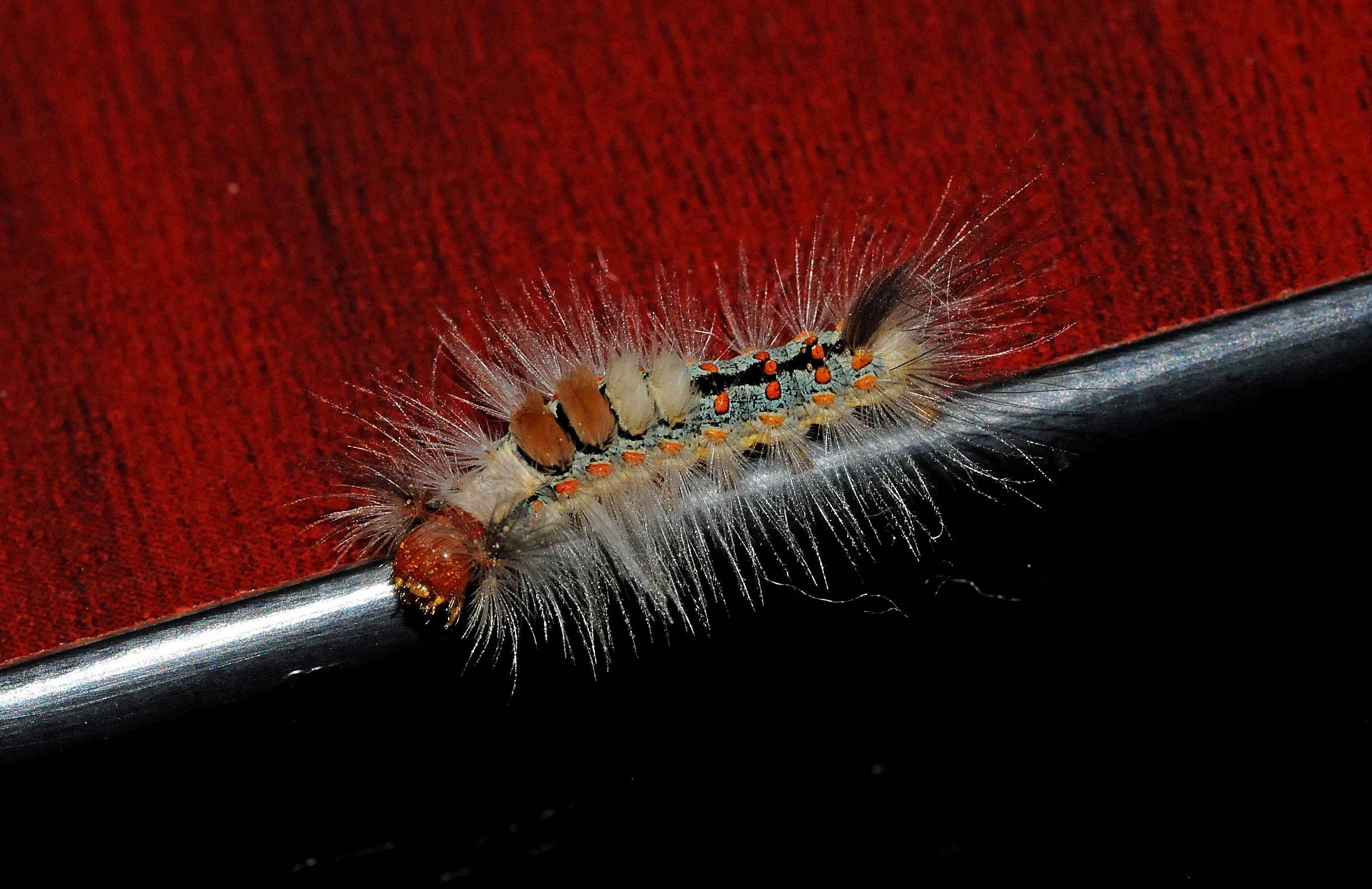 Caterpillar