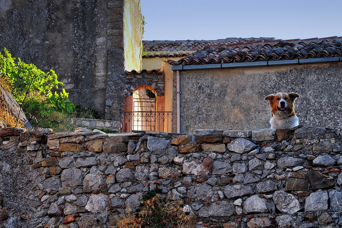 Il Cane affacciato sul Muretto