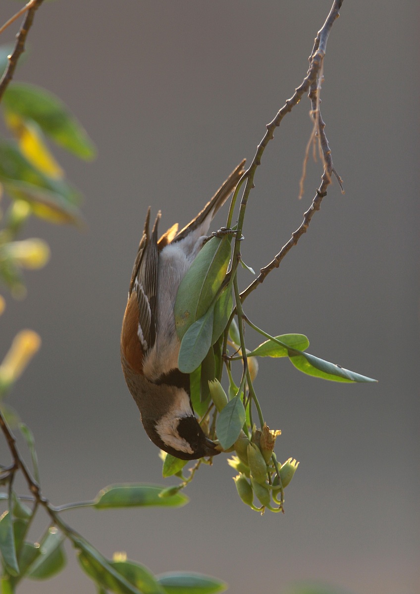 passero del capo (passer melanurus)