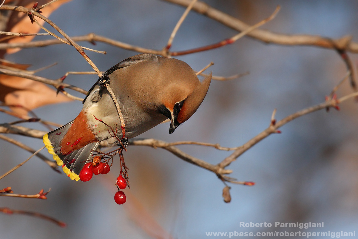Beccofrusone parte II