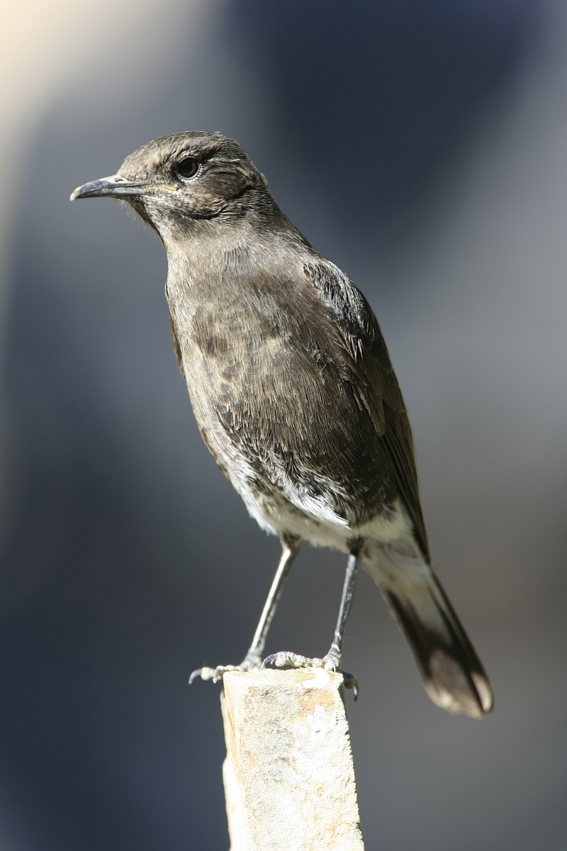 monachella vanitosa! (oenanthe monticola)