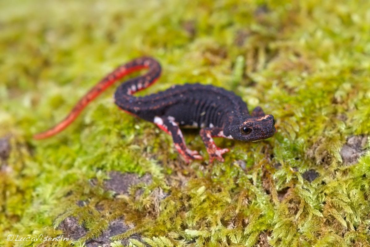 Salamandrina dagli occhiali