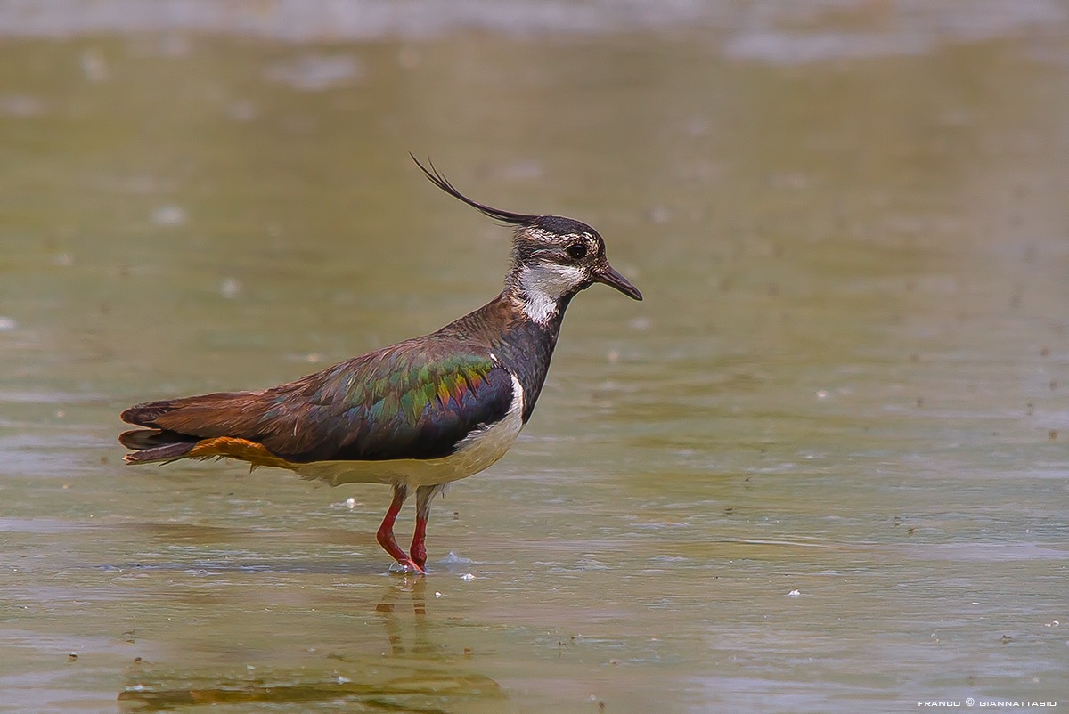 Lapwing.