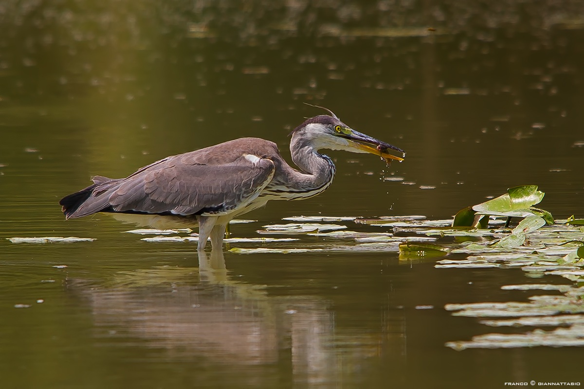 Heron with prey.