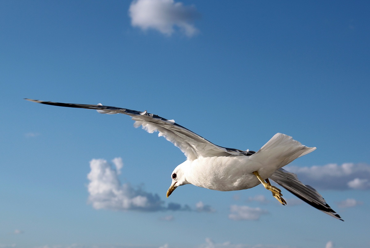 Seagull in flight